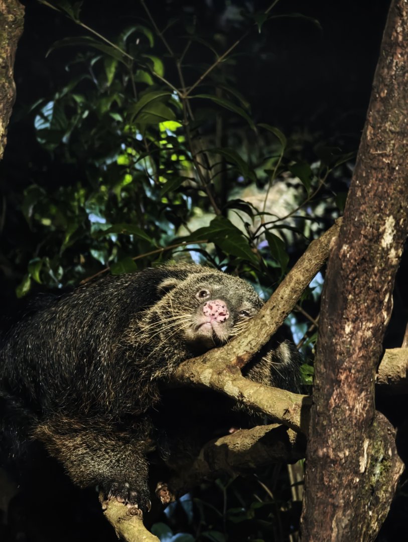 Binturong (Arctictis binturong)