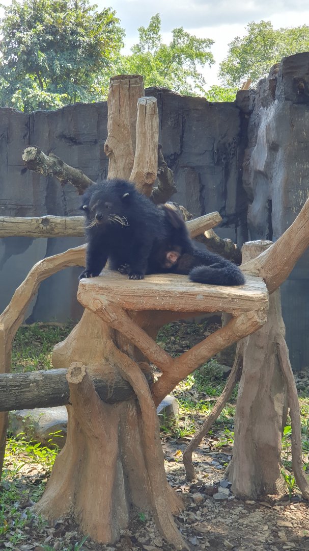 Binturong (Arctitis binturong) - Solo Safari