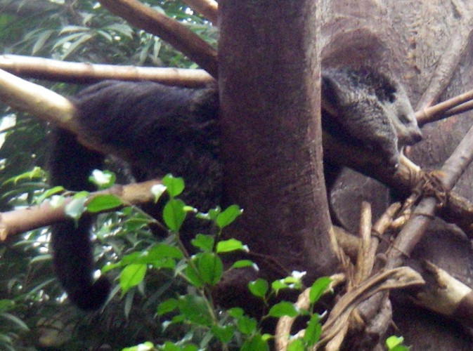 Binturong (Arctitis binturong)