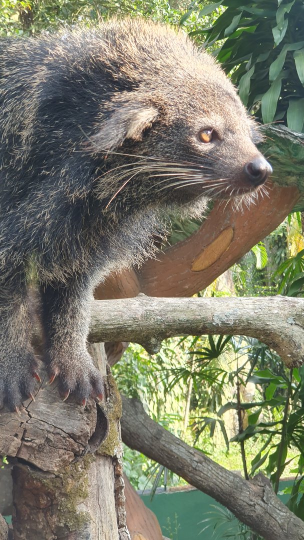 Binturong (Arctitis binturong)