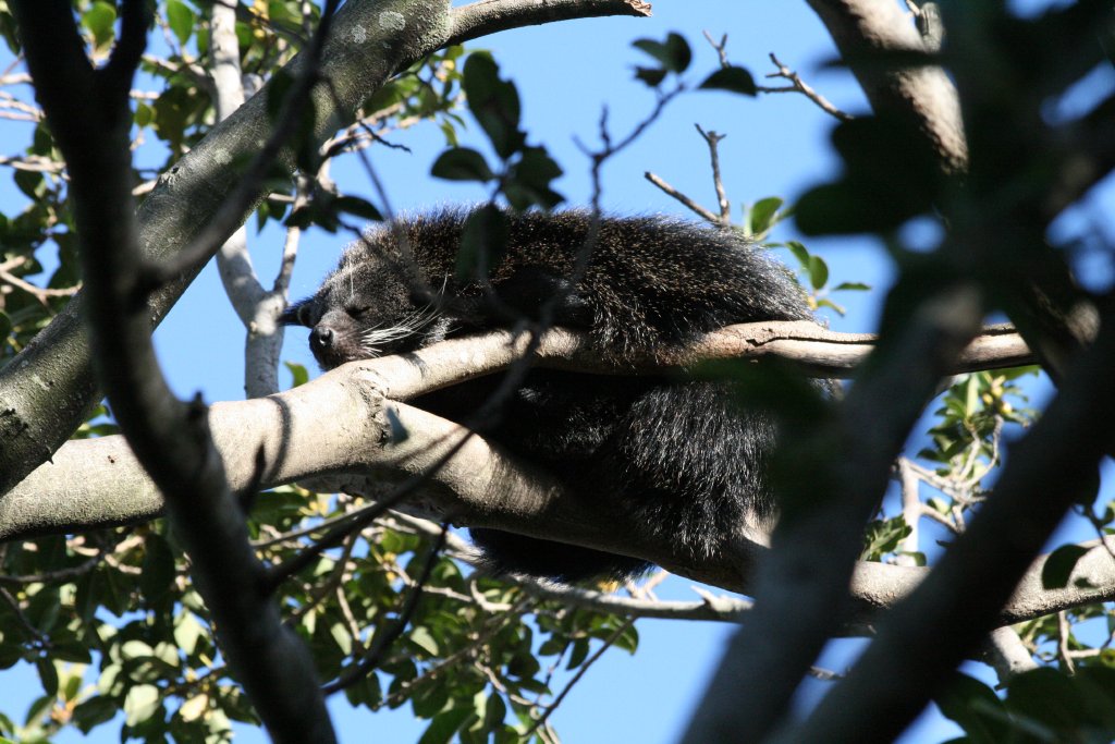 Binturong asleep in tree