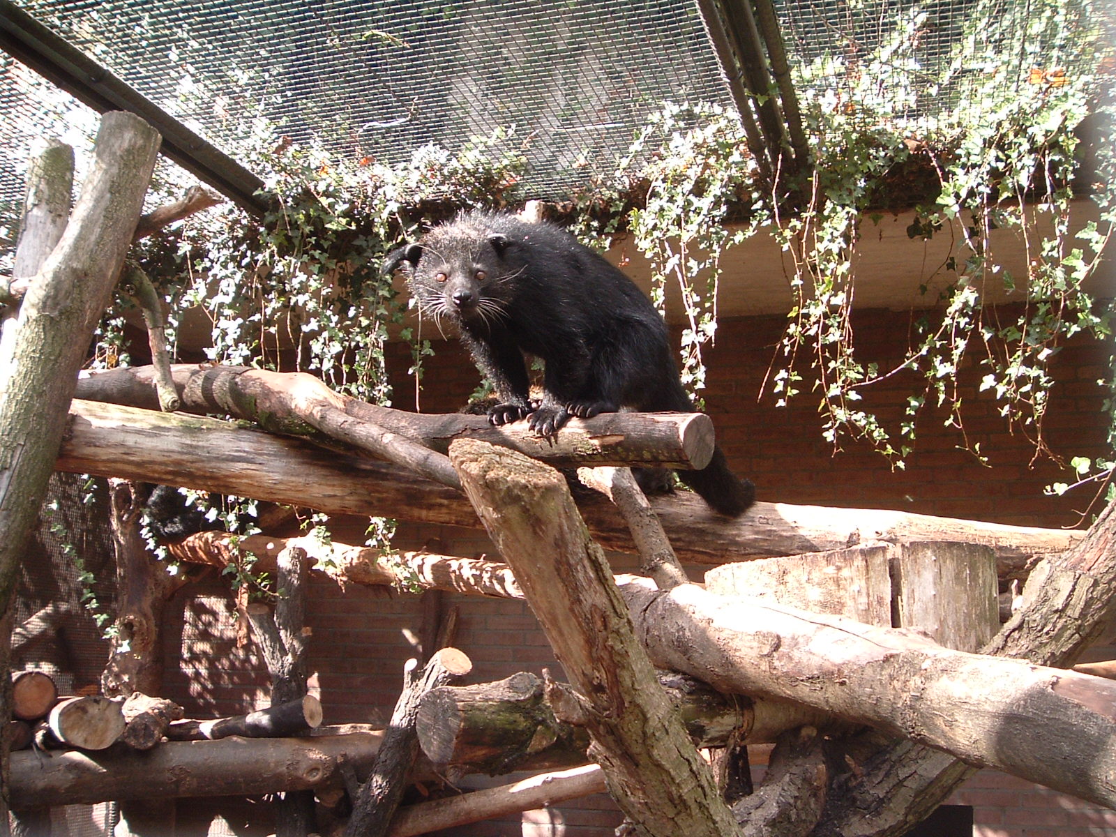 Binturong at Artis Zoo, 2006
