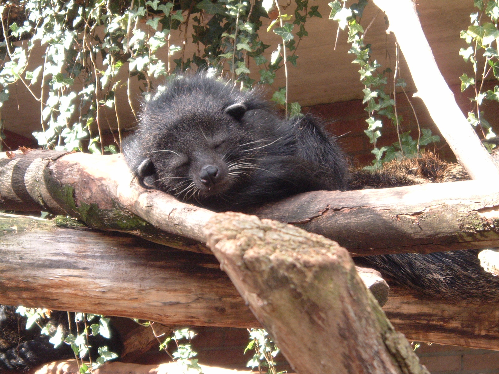 Binturong at Artis Zoo, 2006