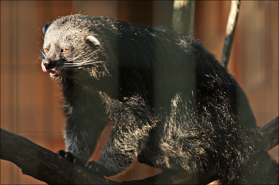 Binturong at Berlin Tierpark