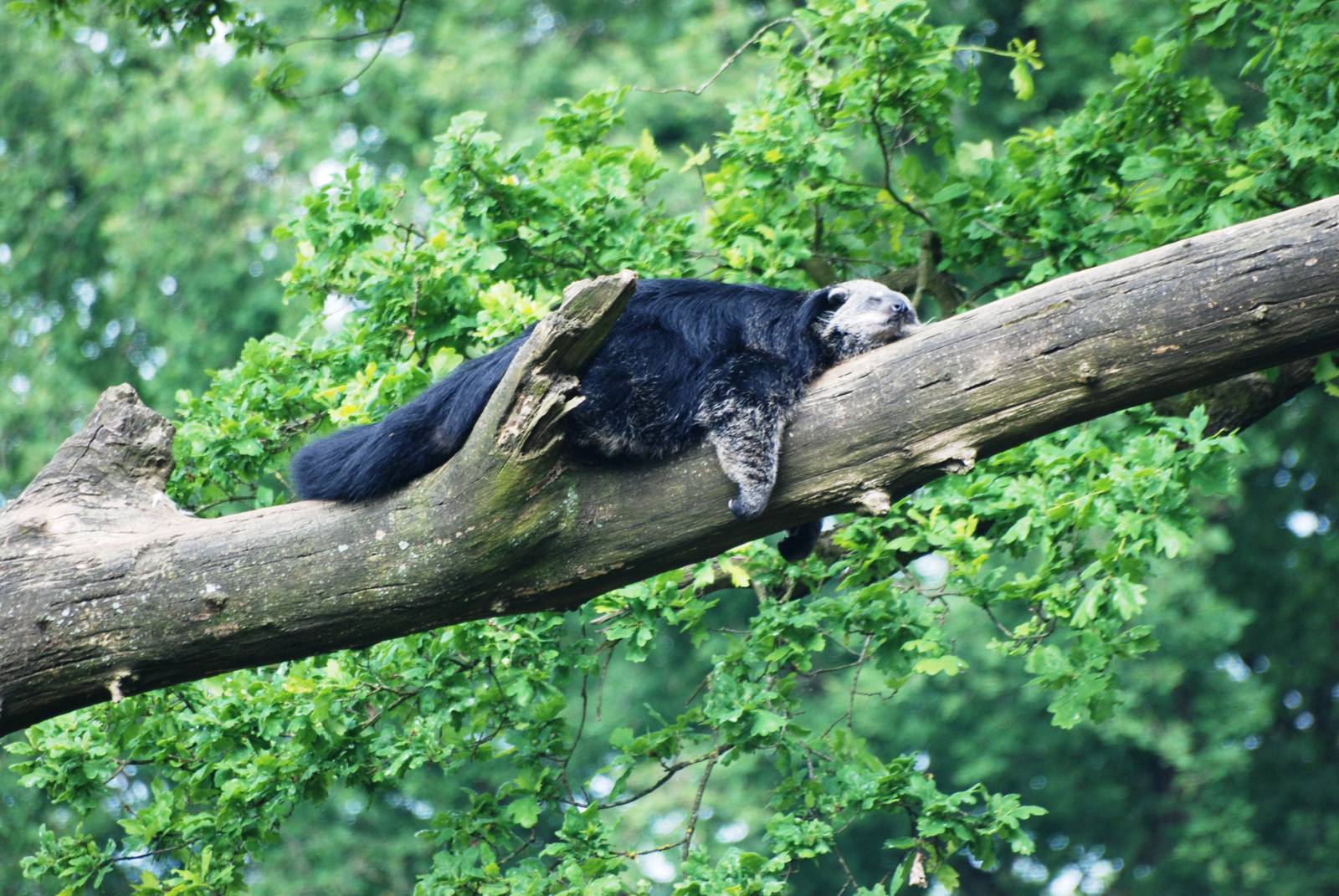 Binturong at Burgers Zoo Arnhem, 30/05/12