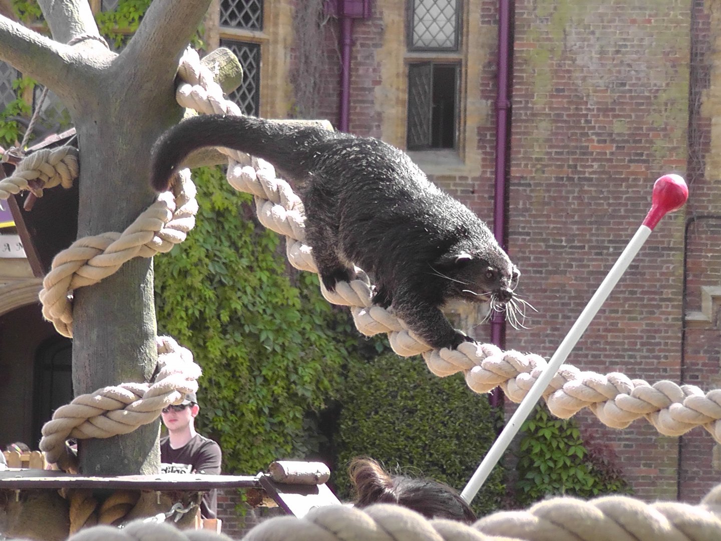 Binturong at Chessington Zoo 1st July 2019