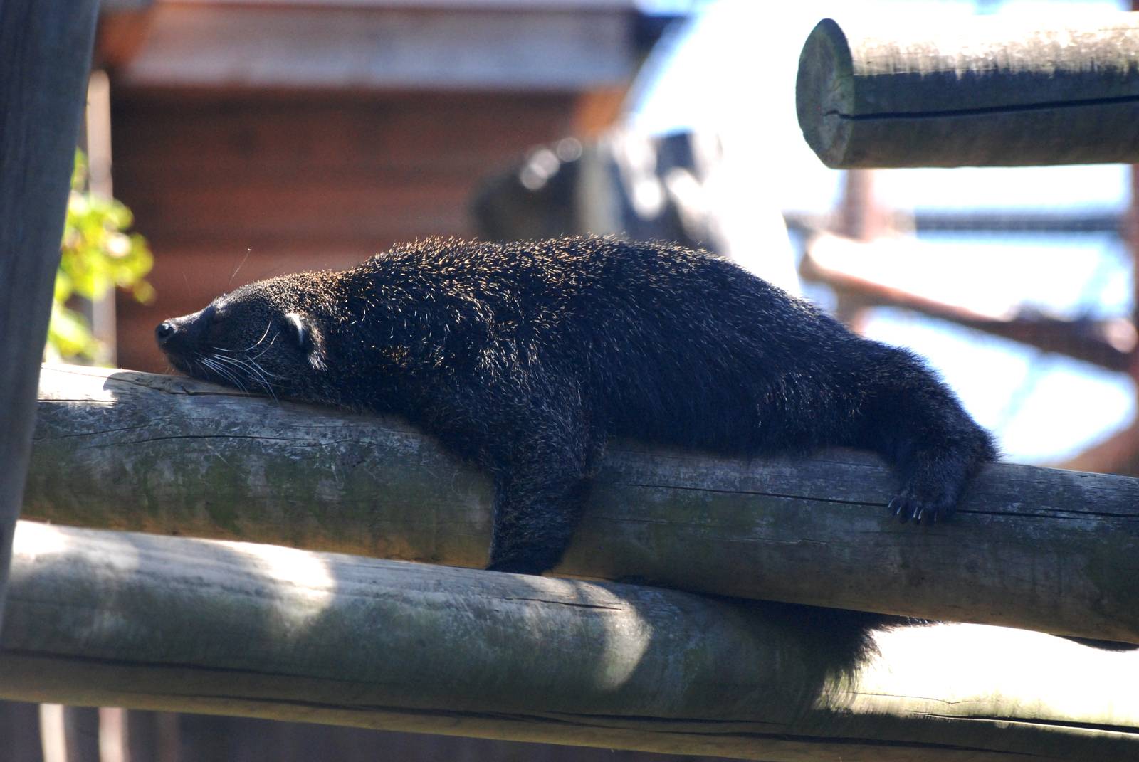 Binturong at Colchester, 31/08/13