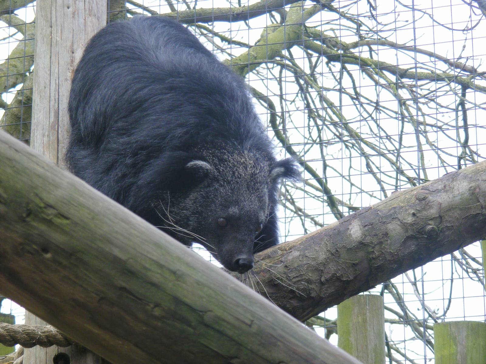 Binturong at Drusillas Park, 20 March 2011