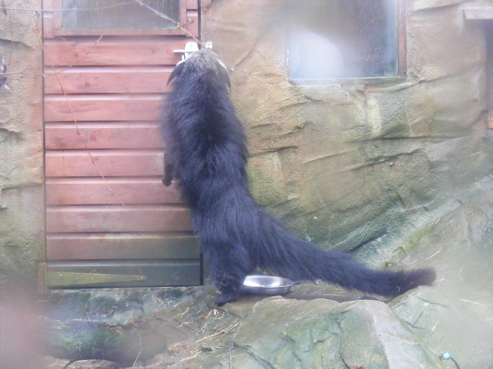 Binturong at Exmoor Zoo, 29 December 2010