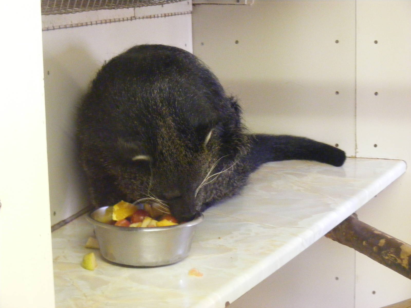 Binturong at Hamerton Zoo, 12 September 2010