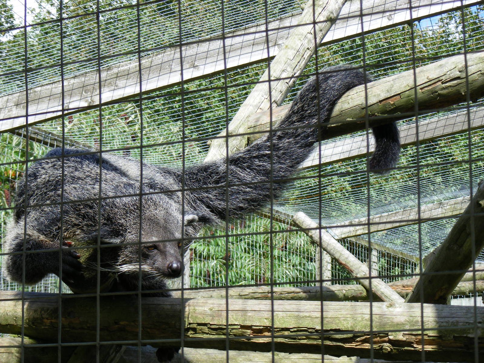 Binturong at Hamerton Zoo, 12 September 2010
