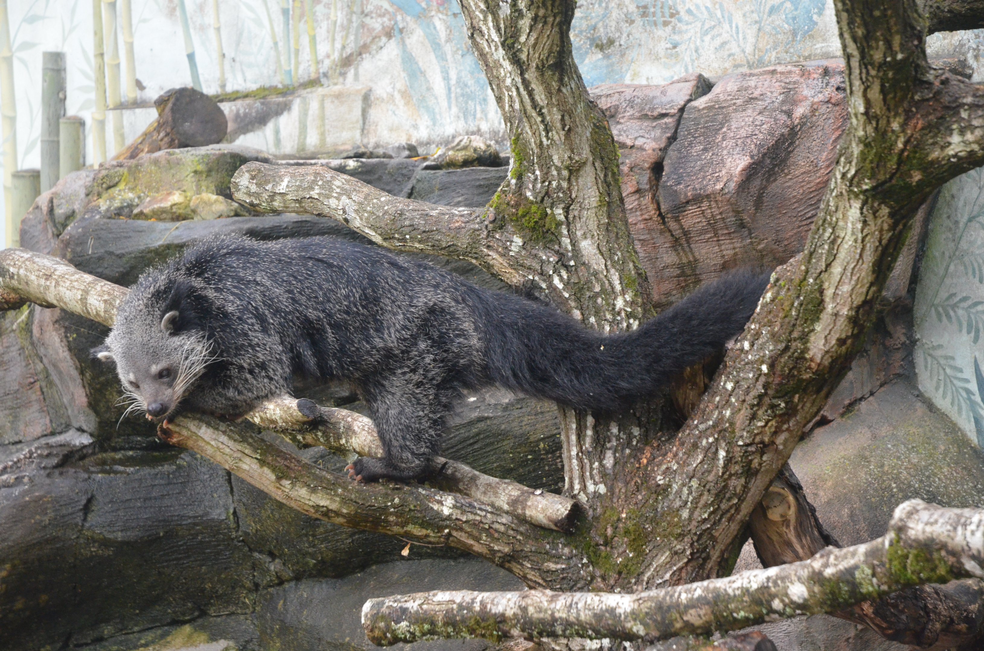 Binturong at Longleat, 03/11/19