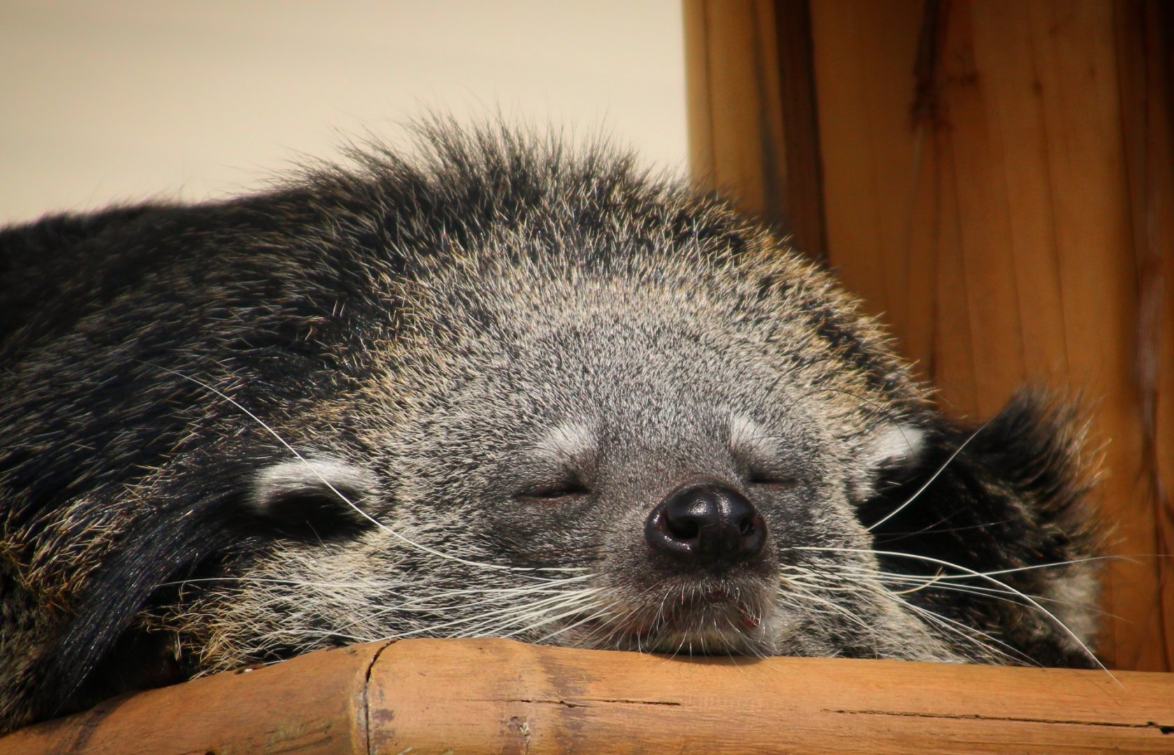 Binturong at Longleat