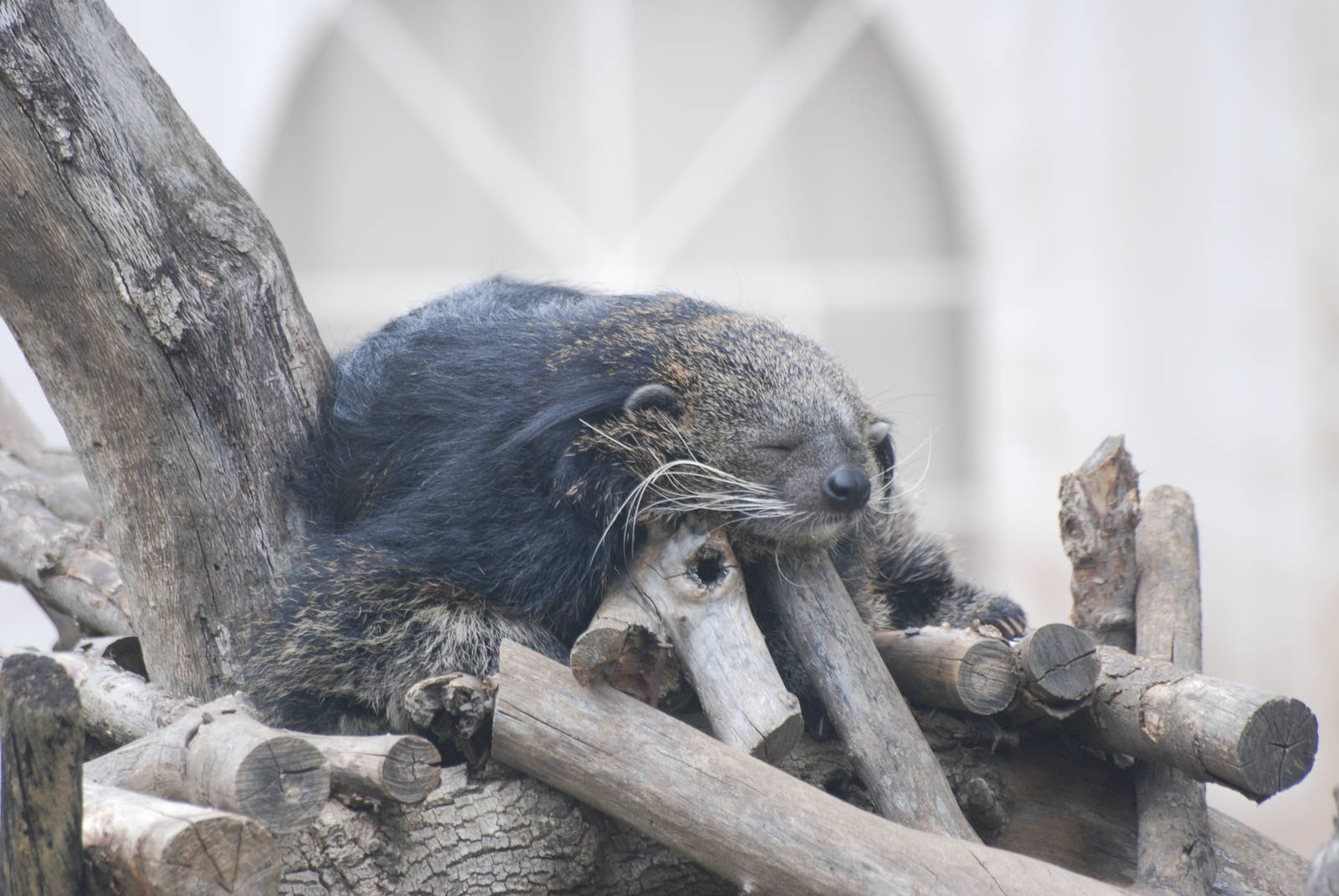 Binturong at Madrid Zoo Aquarium, 26/05/11