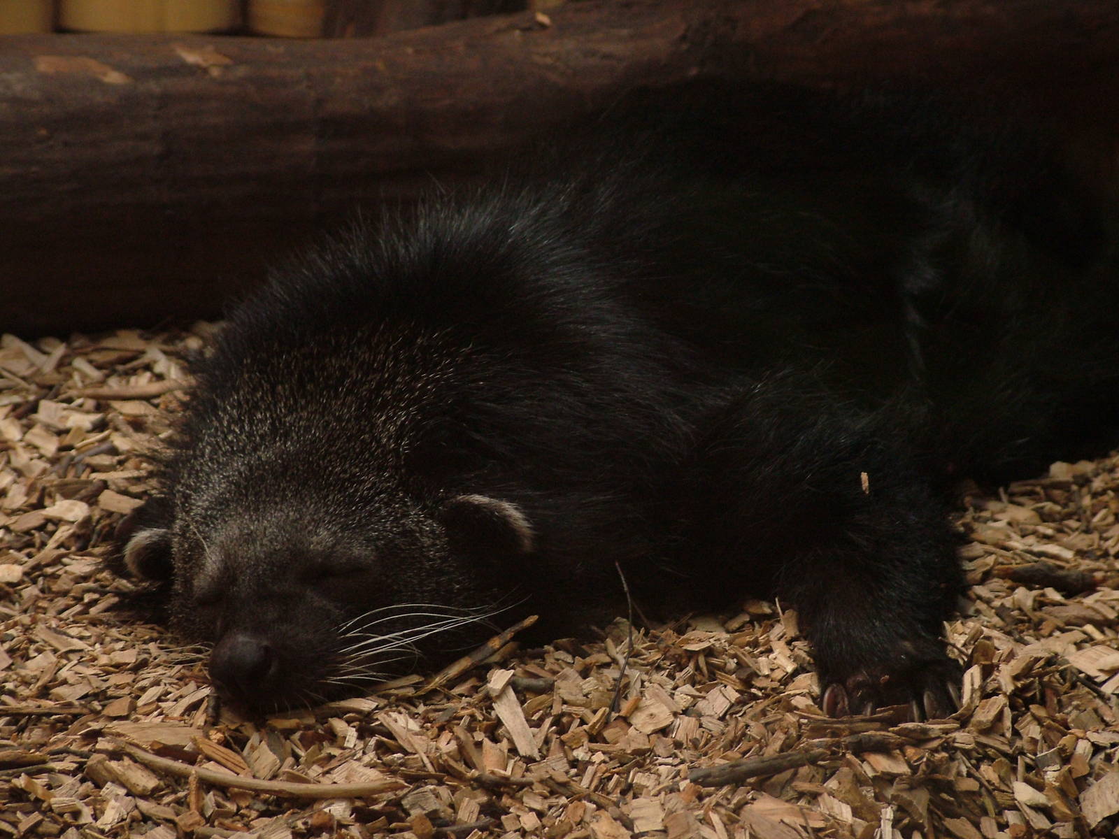 Binturong at Ostrava, 29/05/10