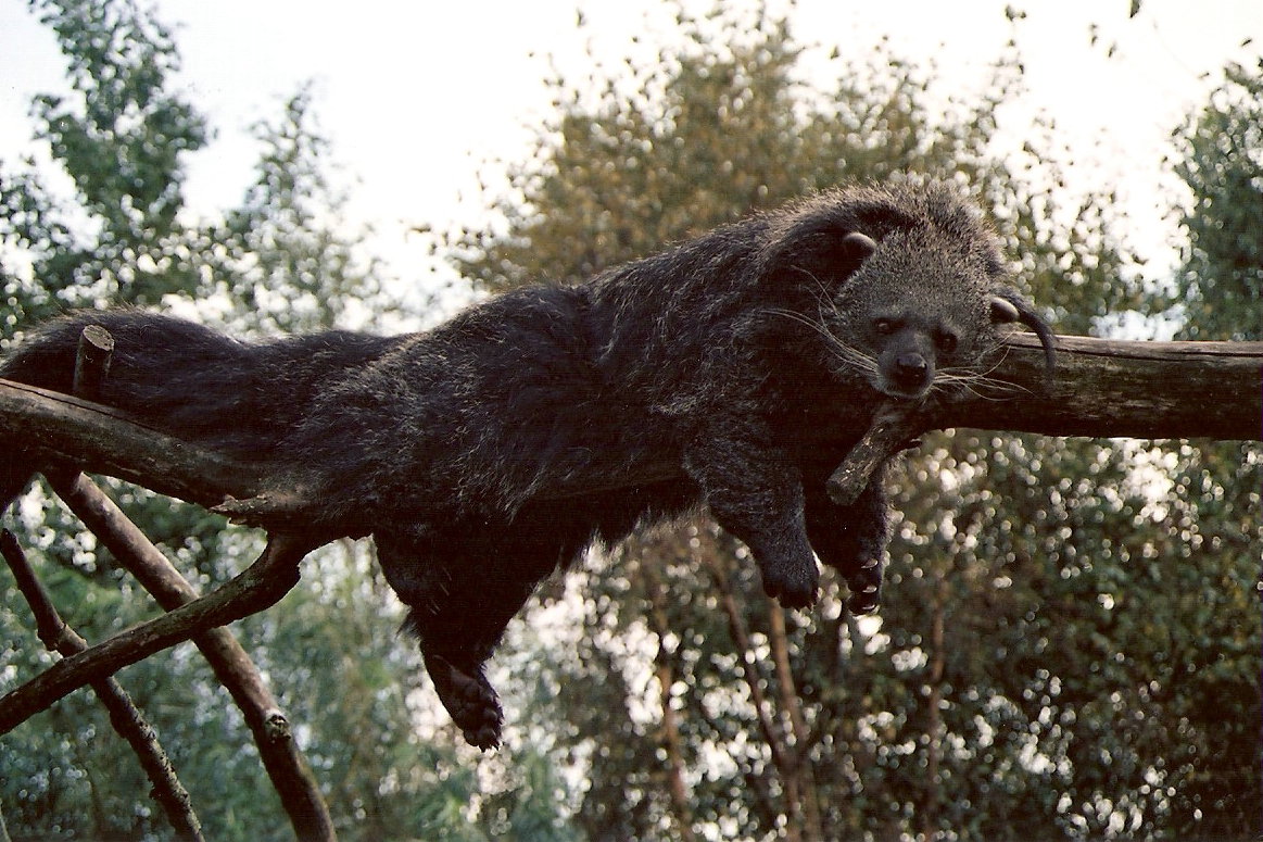 Binturong at Overloon 2002