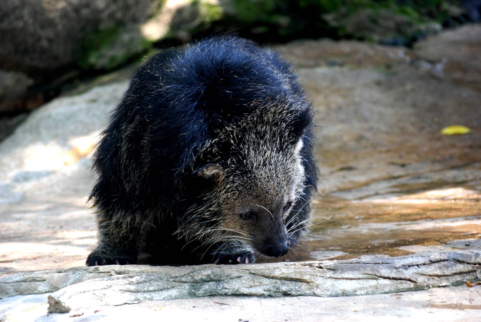 Binturong at Saigon Zoo, 16/03/12