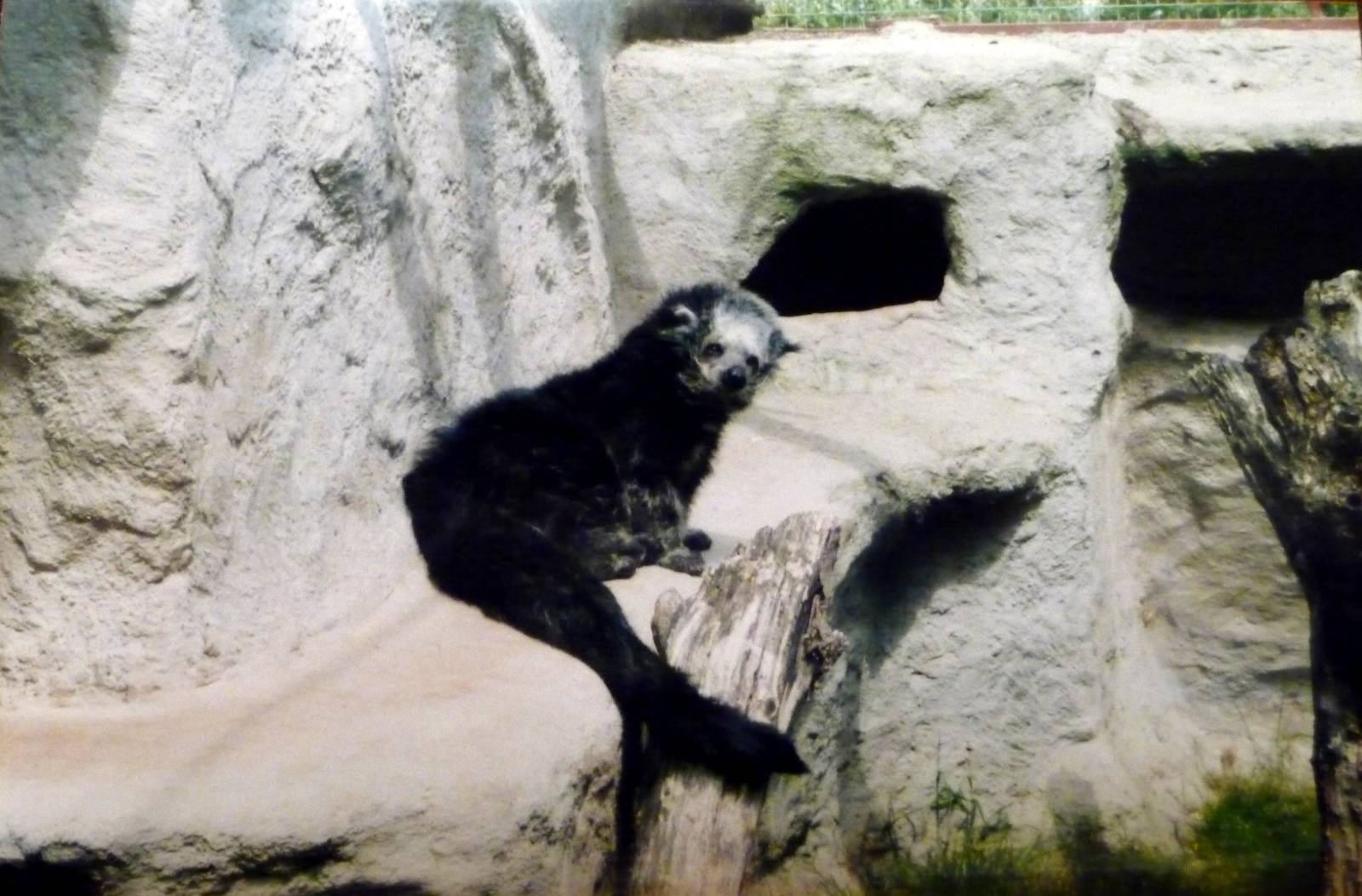 Binturong at Southport Zoo, 2001