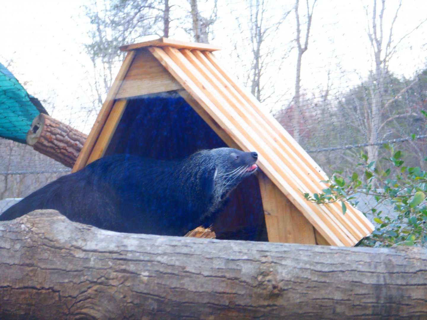 Binturong at the Greensboro Science Center