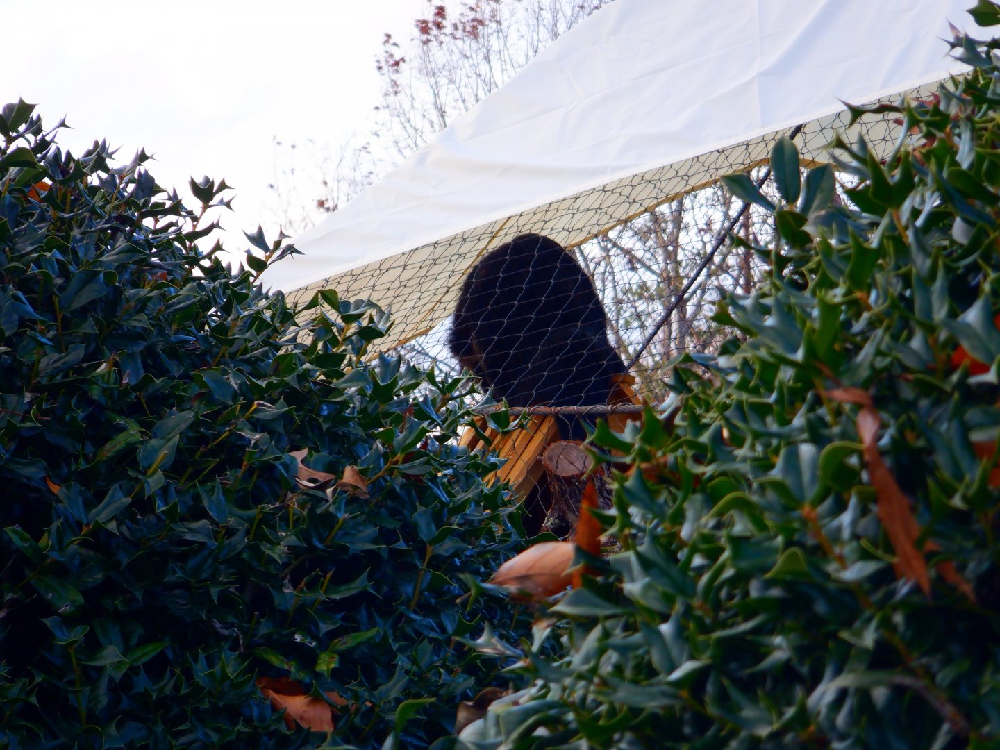 Binturong at the Greensboro Science Center