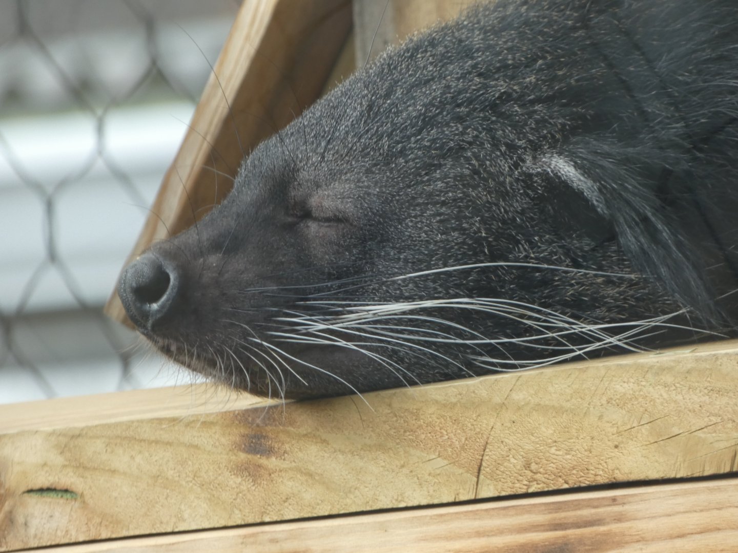 Binturong at the Greensboro Science Center