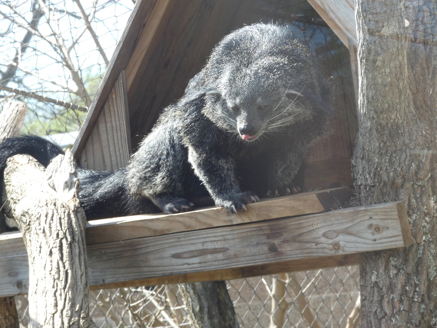 Binturong at the Greensboro Science Center