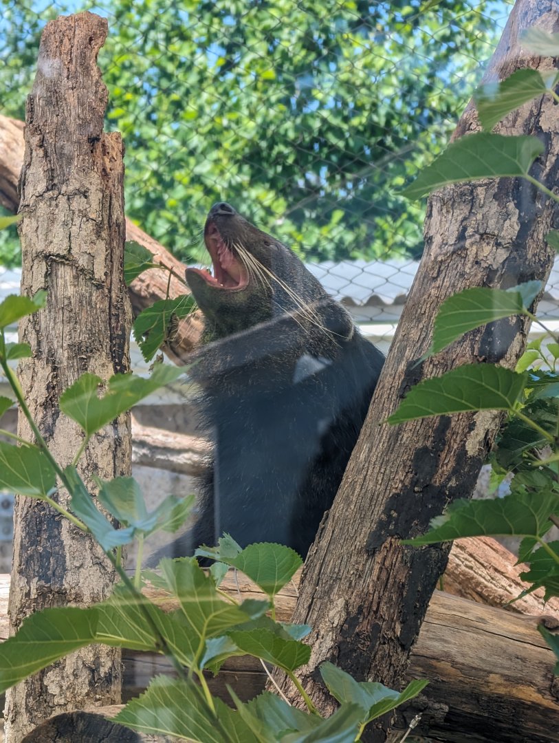 Binturong at the Greensboro Science Center