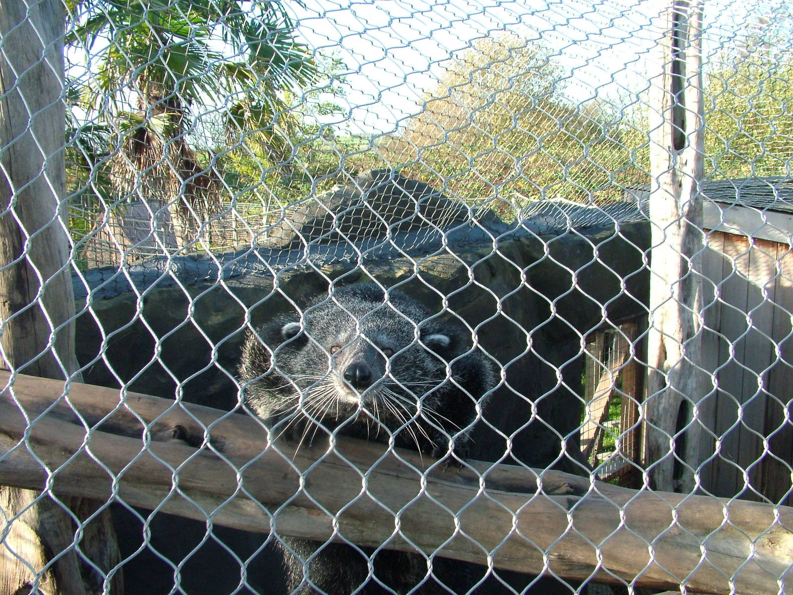 Binturong at the RSCC 28/11/09
