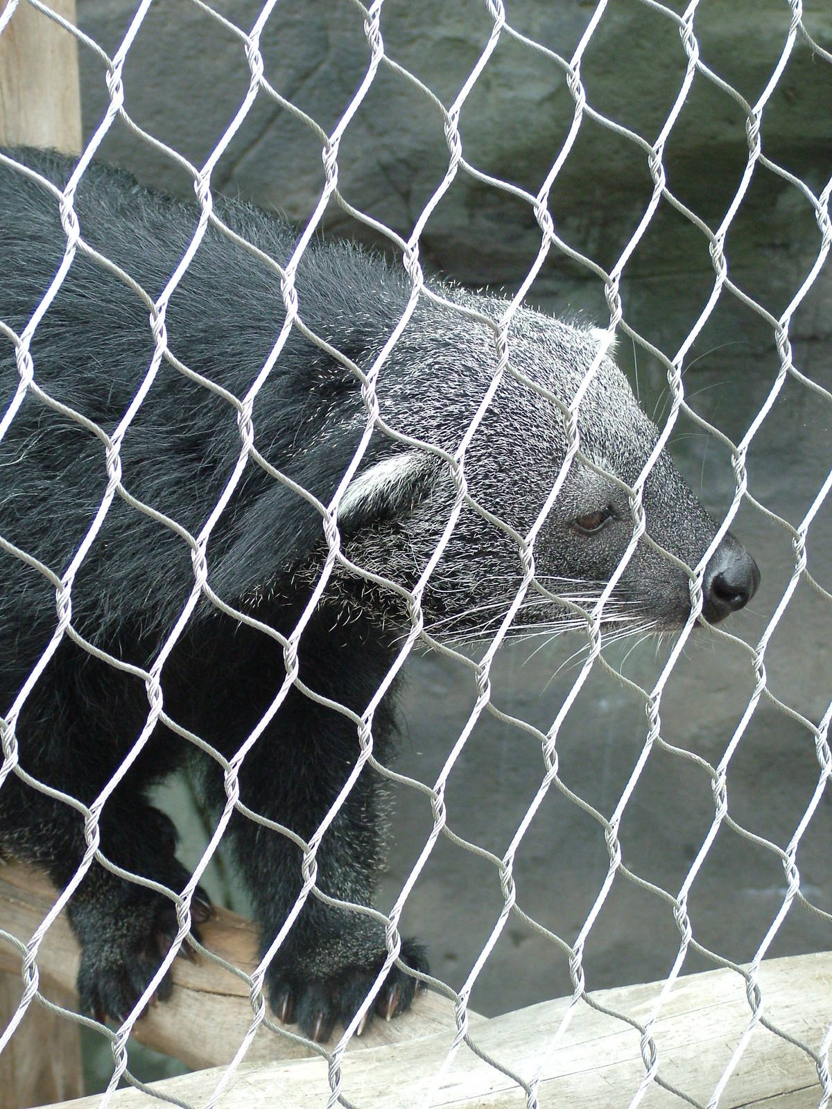 Binturong at the RSCC, 31/07/10