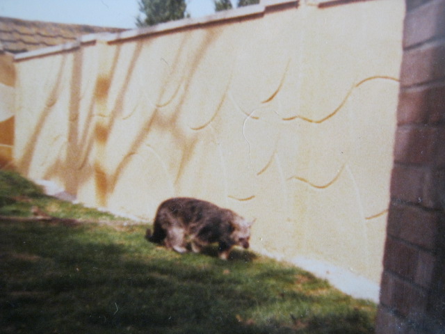 Binturong August 1984