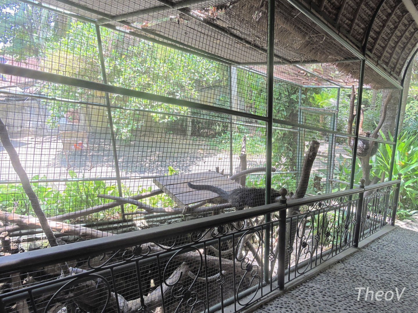 Binturong aviary [2016]