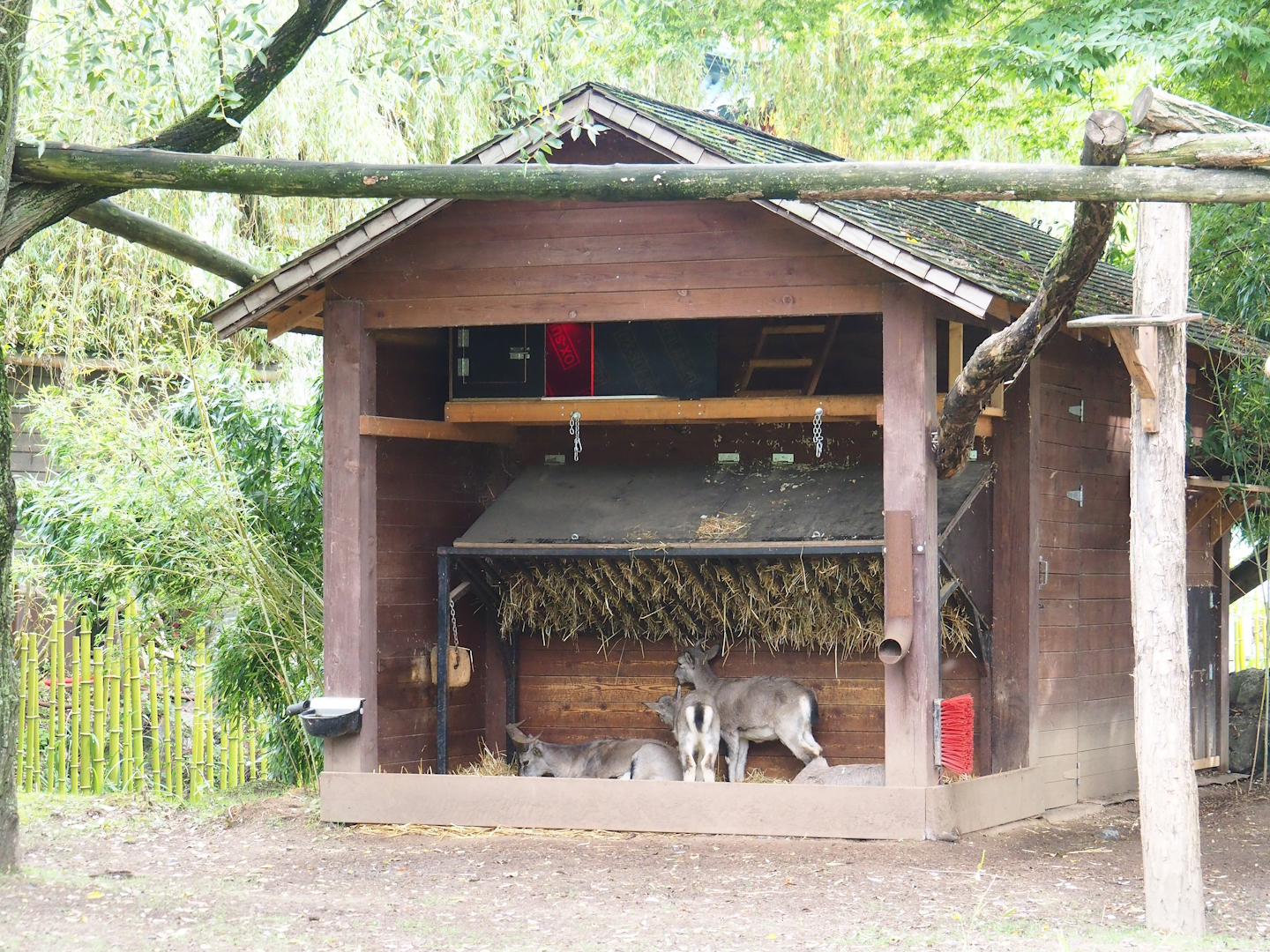 Binturong barn with bharal feeding area and shelter underneath it, 2023-10-13