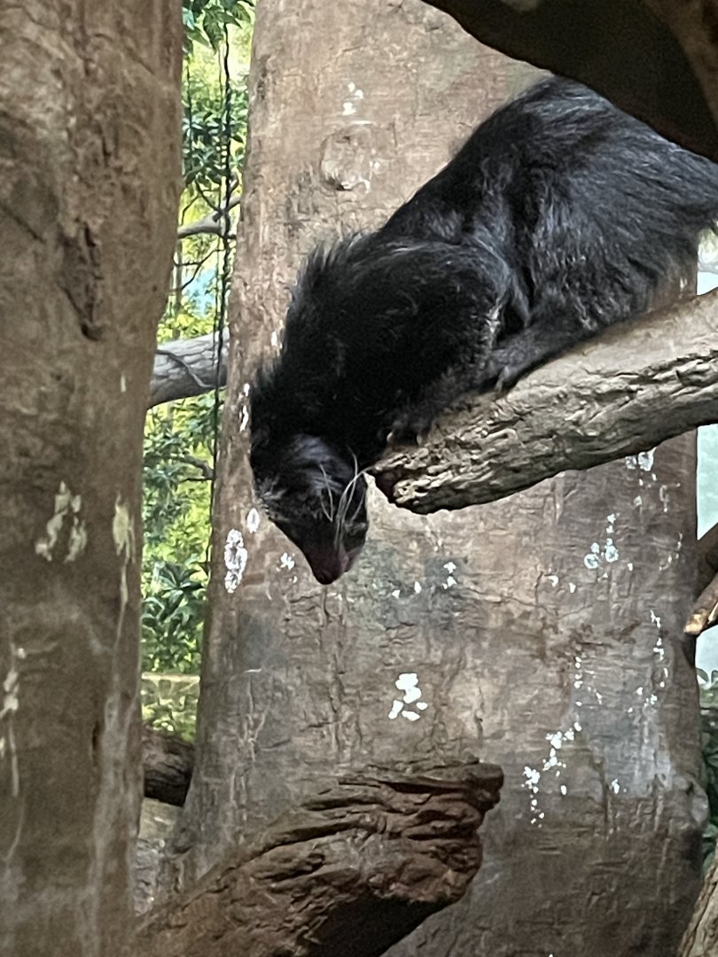 Binturong (Bearcat)