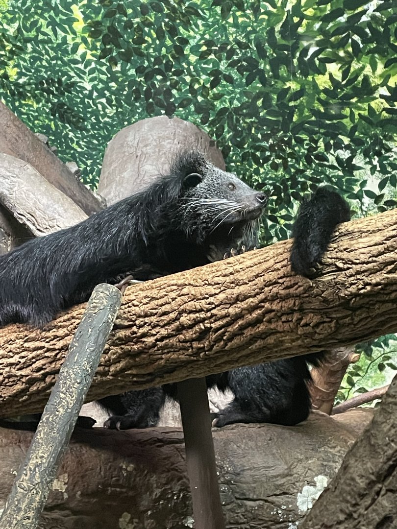 Binturong (Bearcat)