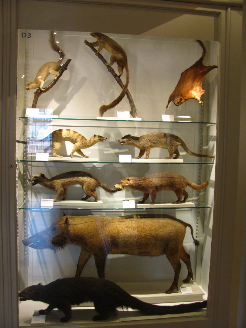 Binturong, Bearded Pig, Civets & Giant Squirrels