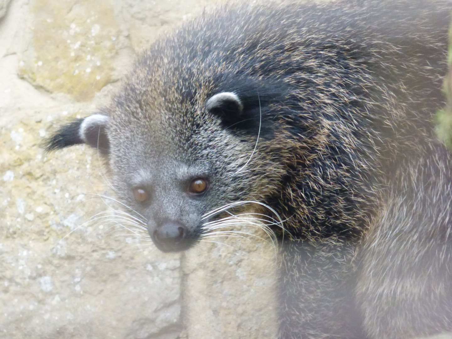 Binturong called Dobby