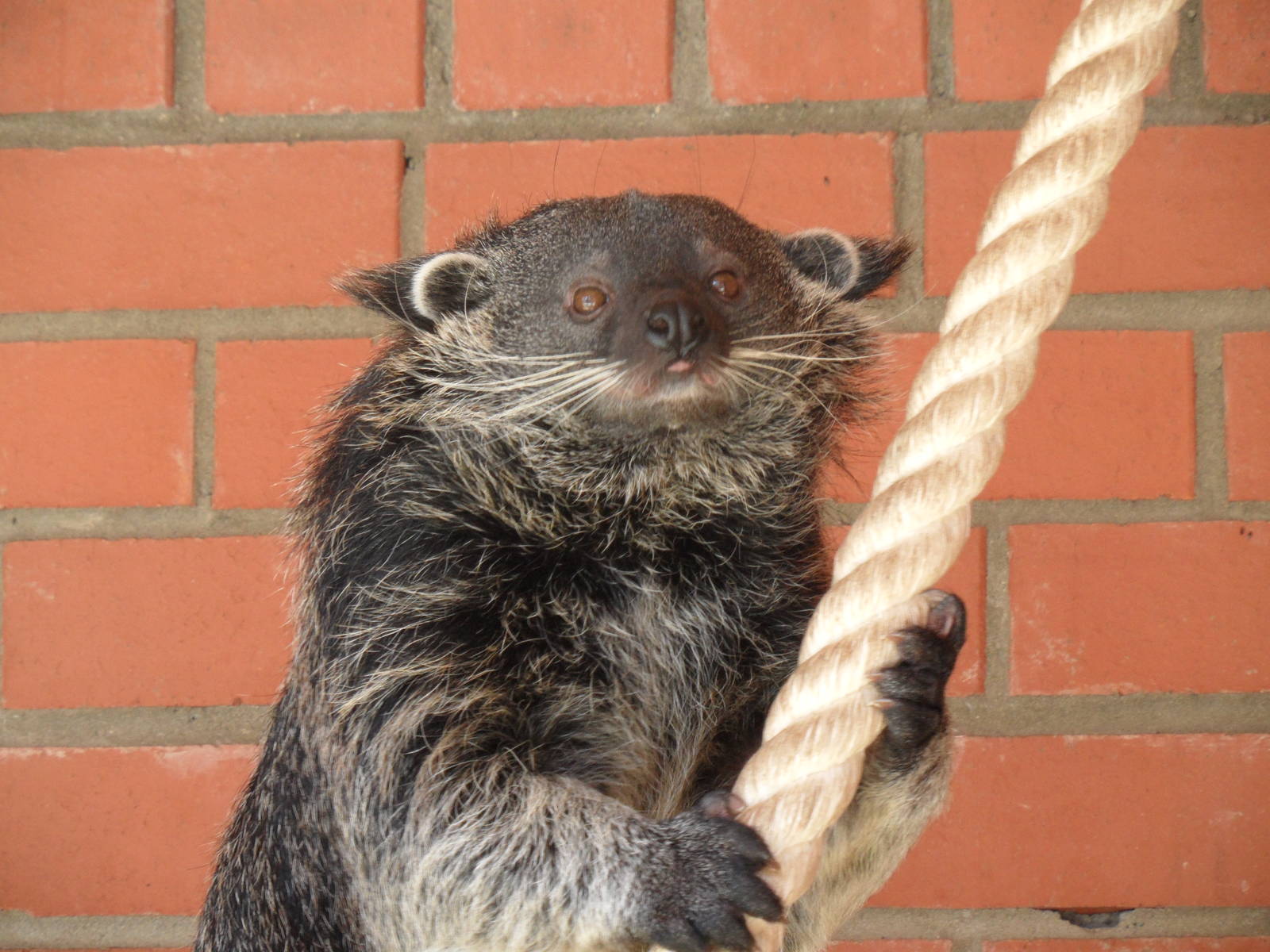 Binturong climbing