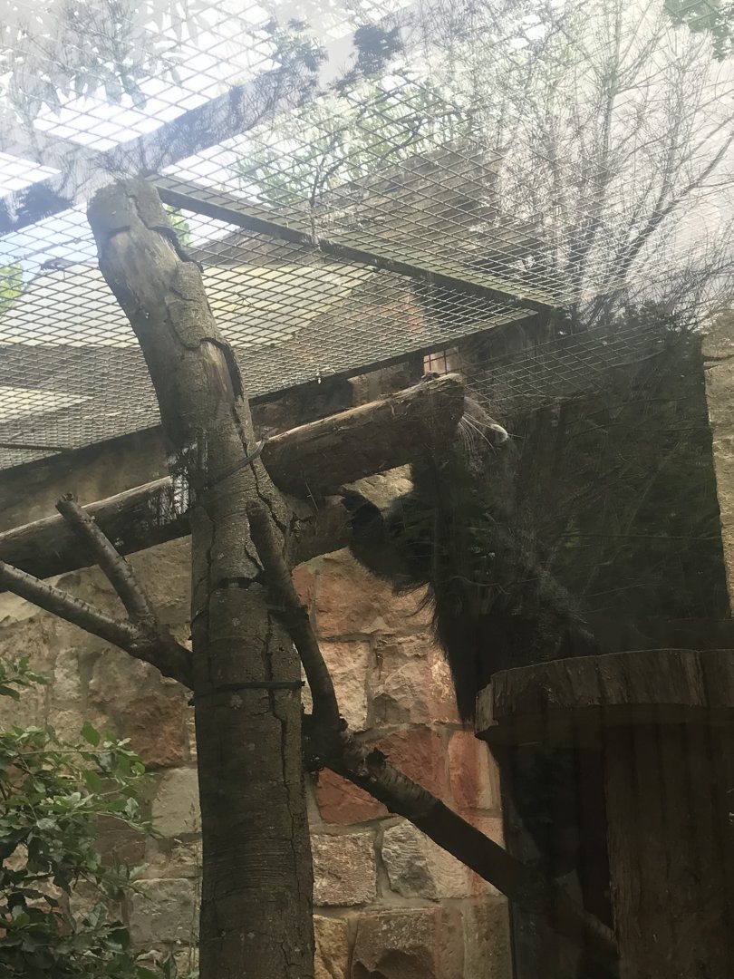 Binturong climbing