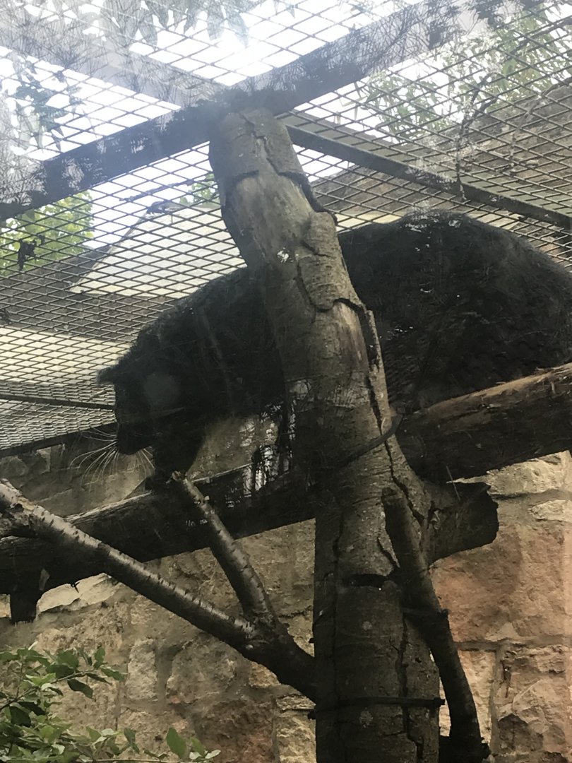 Binturong climbing