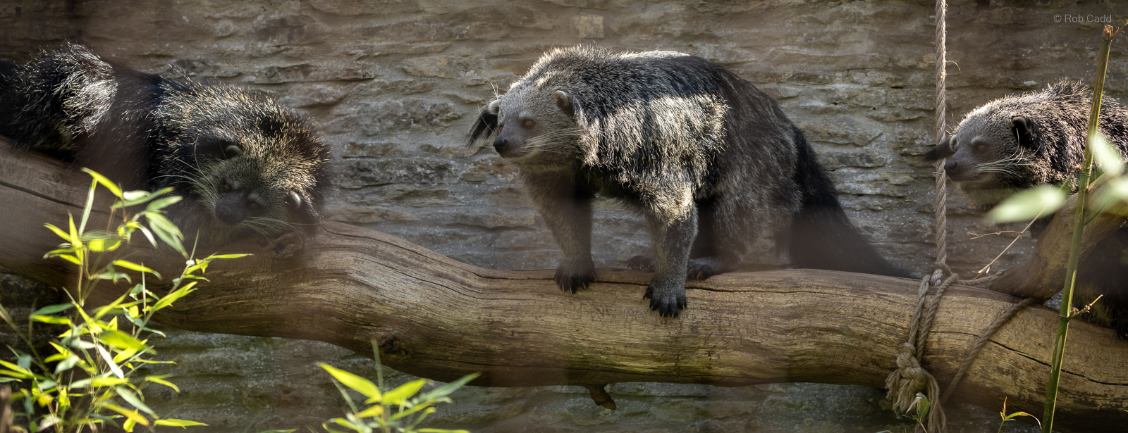 Binturong : Cotswold WP : 02 Aug 2024
