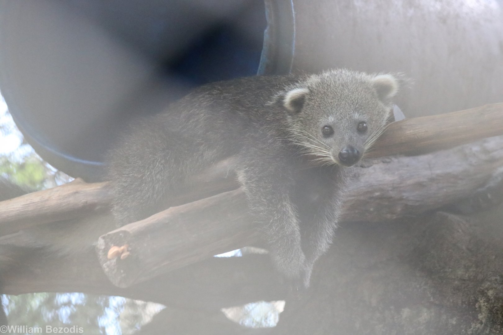 Binturong Cub