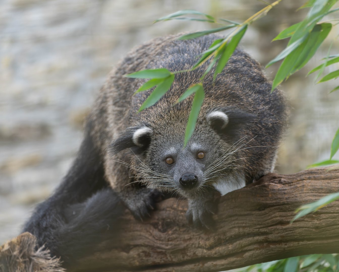 Binturong, CWP, UK