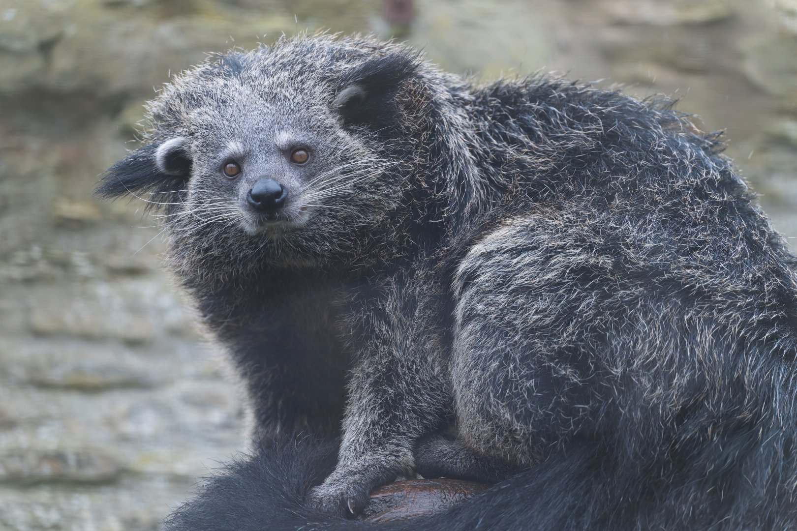Binturong, CWP, UK