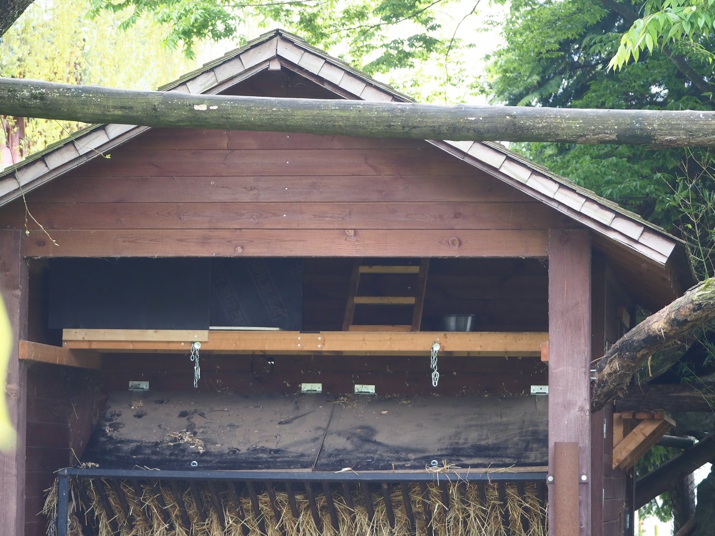 Binturong den above Bharal feeding area, 2023-05-16