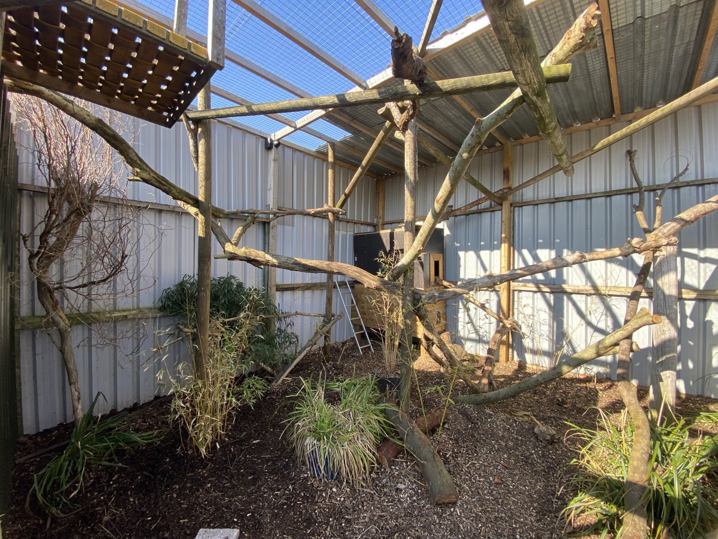 Binturong enclosure 020325