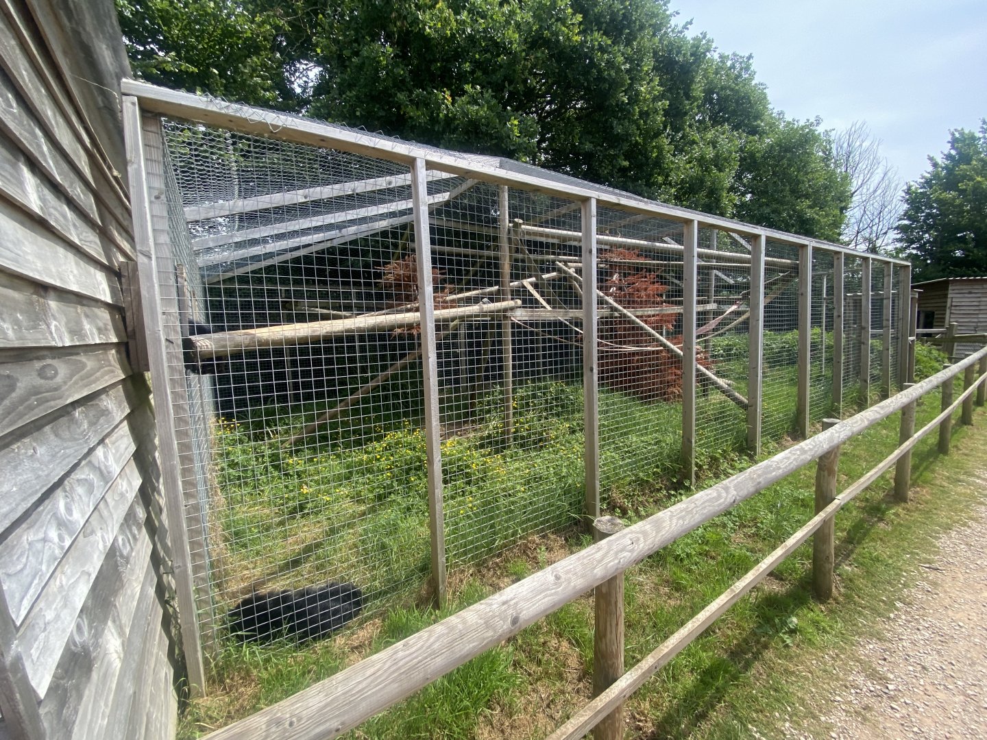 Binturong enclosure 060625