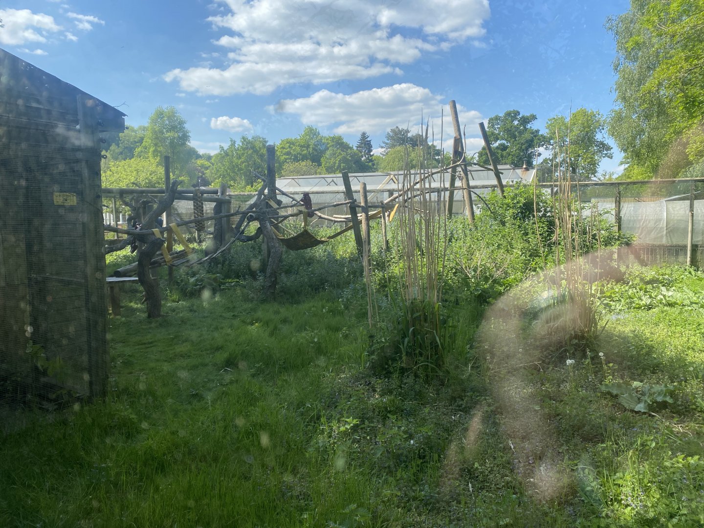Binturong enclosure 090525