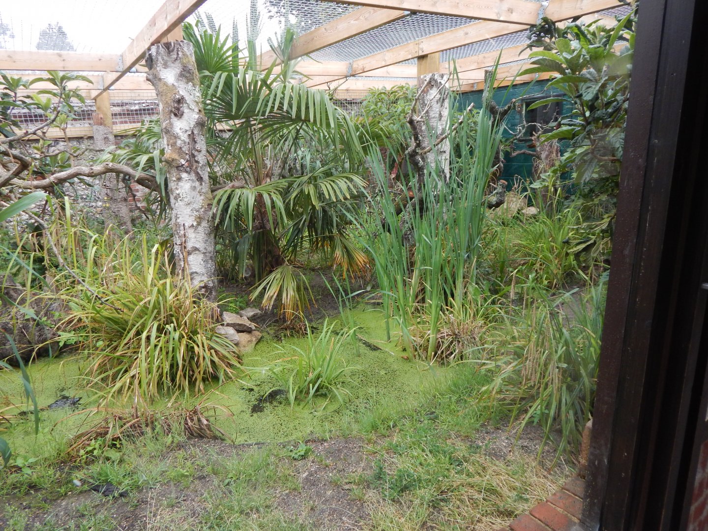 Binturong enclosure 150725