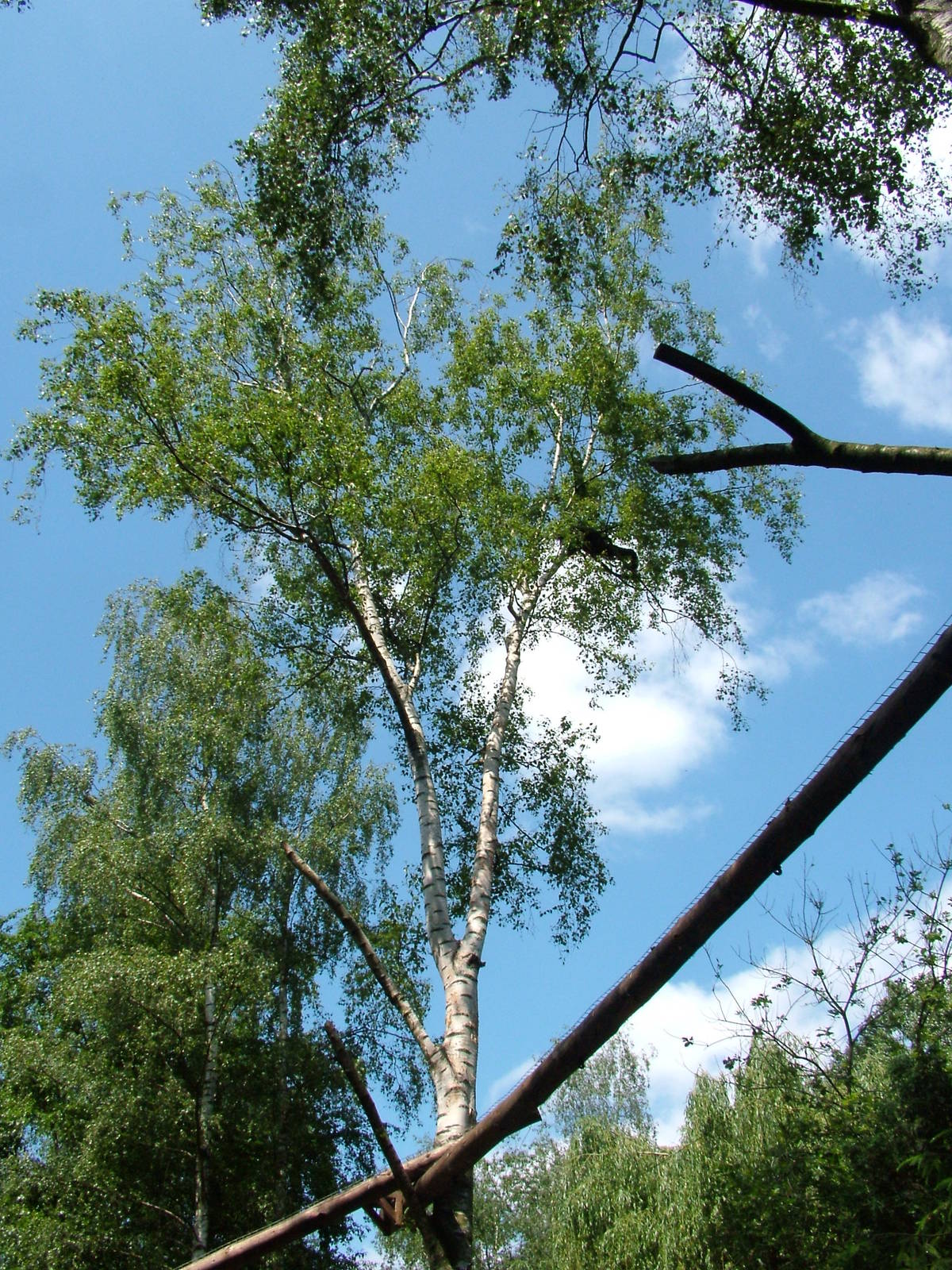 Binturong Enclosure at Best, 02/06/12