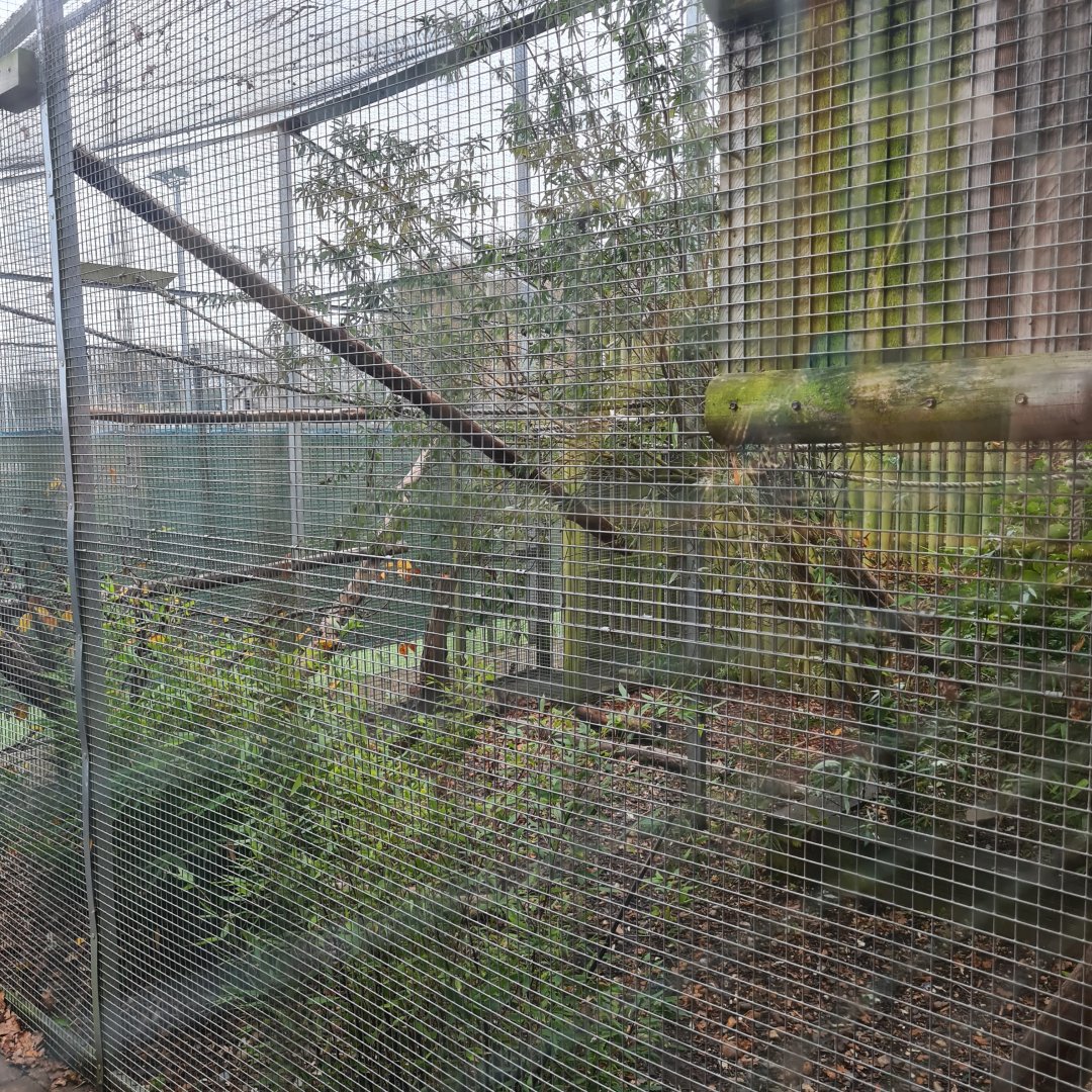 Binturong Enclosure Bede's Zoo